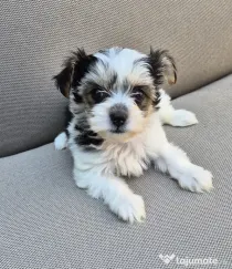 Pui Bichon havanez