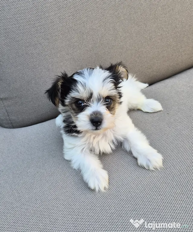 Pui Bichon havanez