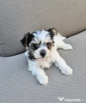 Pui Bichon havanez 