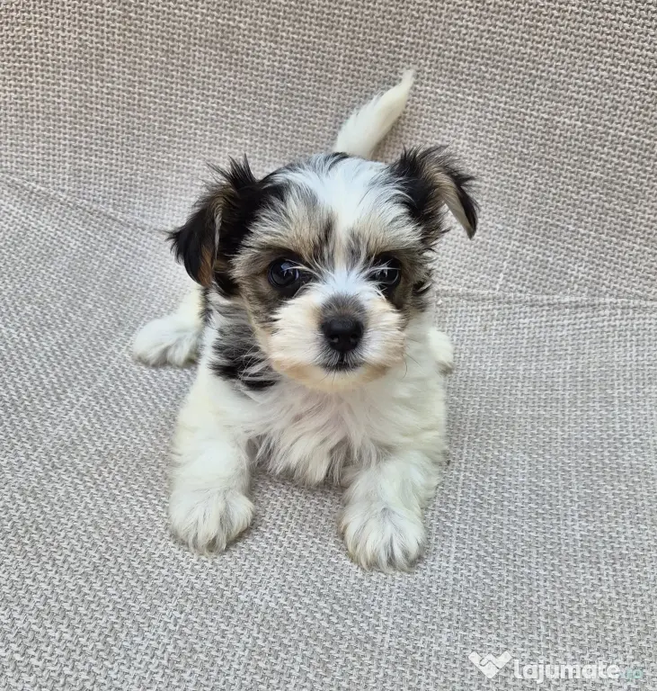 Pui Bichon havanez
