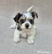 Pui Bichon havanez 