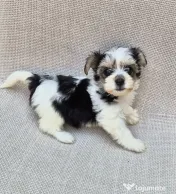 Pui Bichon havanez 