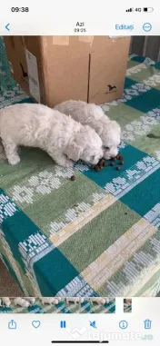 Vând bichon pudel 