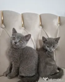 British Shorthair Blue