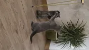 British Shorthair Blue 