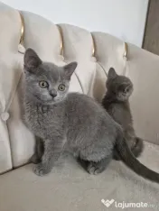 British Shorthair Blue 