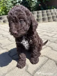 Pui Lagotto Romagnolo 
