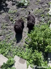 Pui Lagotto Romagnolo 