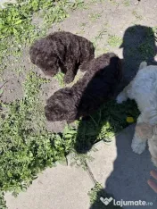 Pui Lagotto Romagnolo 