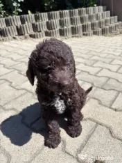 Pui Lagotto Romagnolo 