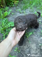 Pui Lagotto Romagnolo 