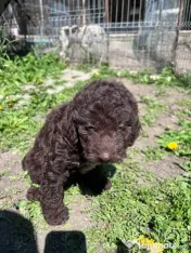 Pui Lagotto Romagnolo 