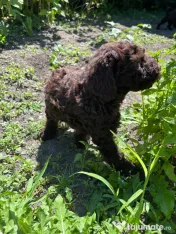 Pui Lagotto Romagnolo 