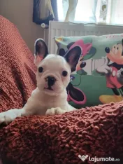 Mascul bulldog francez 