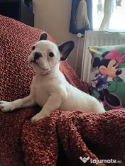 Mascul bulldog francez 
