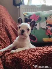 Mascul bulldog francez 