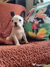 Mascul bulldog francez 