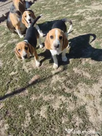 Vând 3 beagle jucăuși 