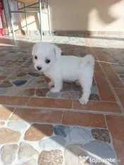 Vând bichoni talie mică 