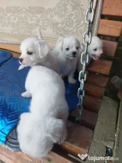 Vând bichoni talie mică 