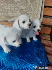 Vând bichoni talie mică 