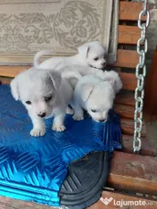 Vând bichoni talie mică 