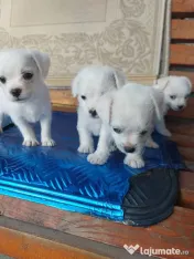 Vând bichoni talie mică 