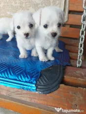 Vând bichoni talie mică 