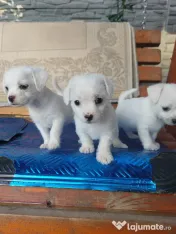 Vând bichoni talie mică 