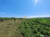 Casă de vânzare în Traian– 10 minute de BACAU 