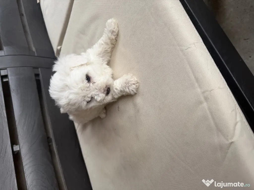 Vand bichon Maltez