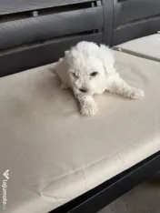 Vand bichon Maltez