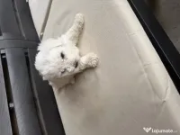 Vand bichon Maltez