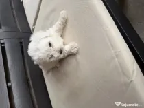 Vand bichon Maltez