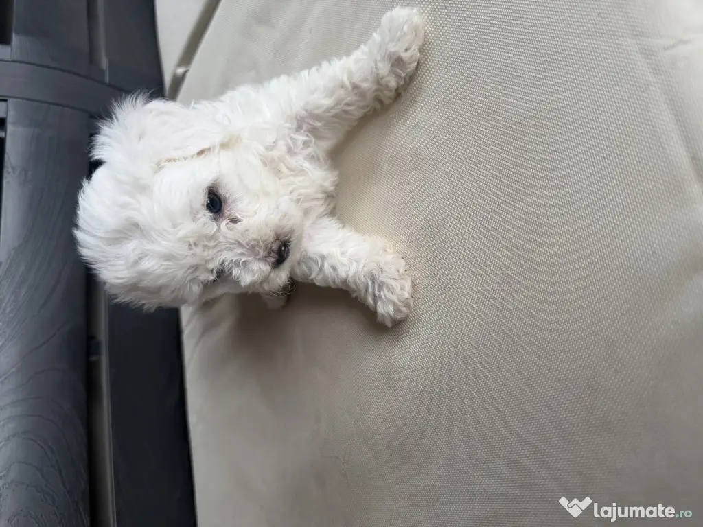 Vand bichon Maltez