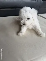 Vand bichon Maltez