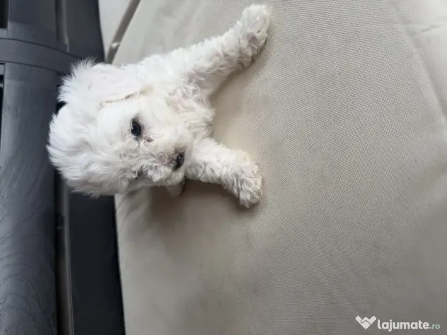 Vand bichon Maltez