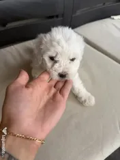 Vand bichon Maltez