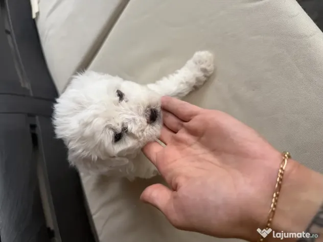 Vand bichon Maltez