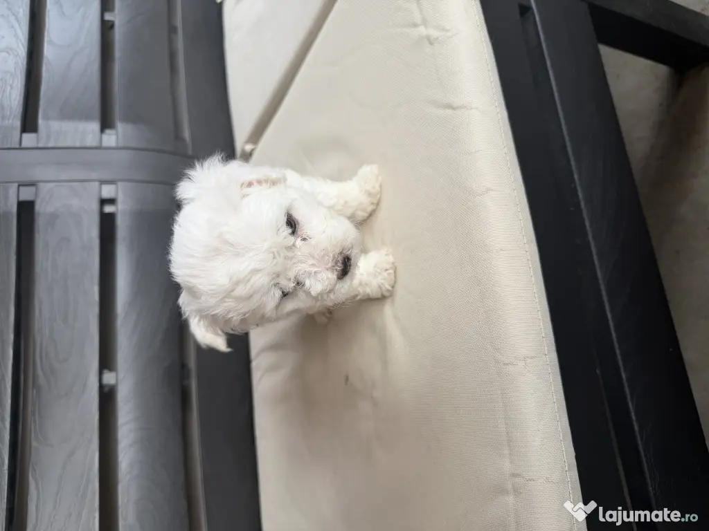 Vand bichon Maltez