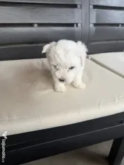 Vand bichon Maltez
