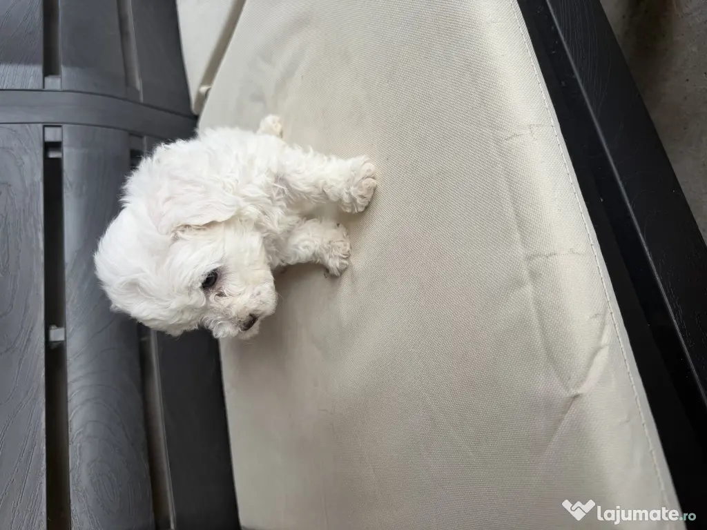 Vand bichon Maltez