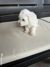 Vand bichon Maltez