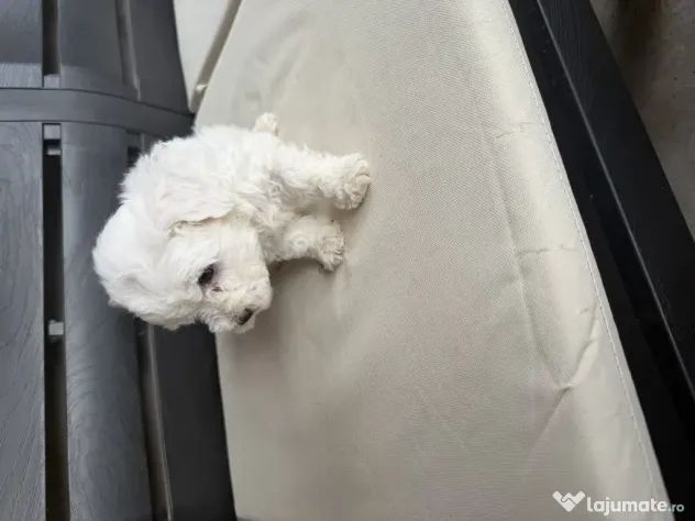 Vand bichon Maltez