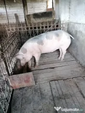 Porc de vanzare 1600 lei 