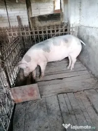 Porc de vanzare 1600 lei 