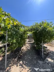 Casă individuală de vânzare în Braniștea - Teren 464... 