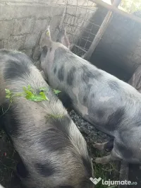 Vând porci 