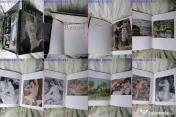 Renoir album de arta rar 