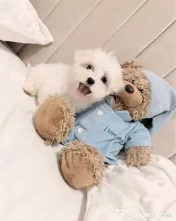 Bichon maltez alb mini toy 